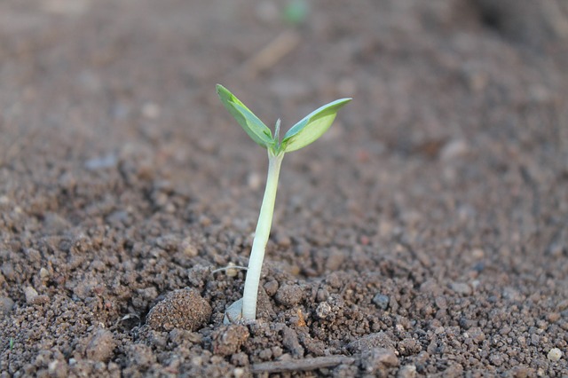 Land Degradation Management in the Lawra District of Ghana