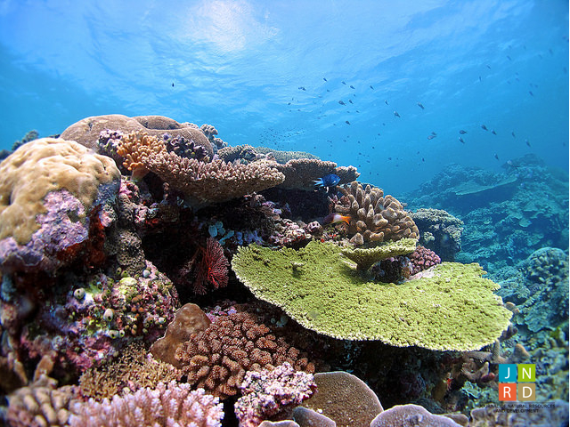 Effects of global warming on fisheries