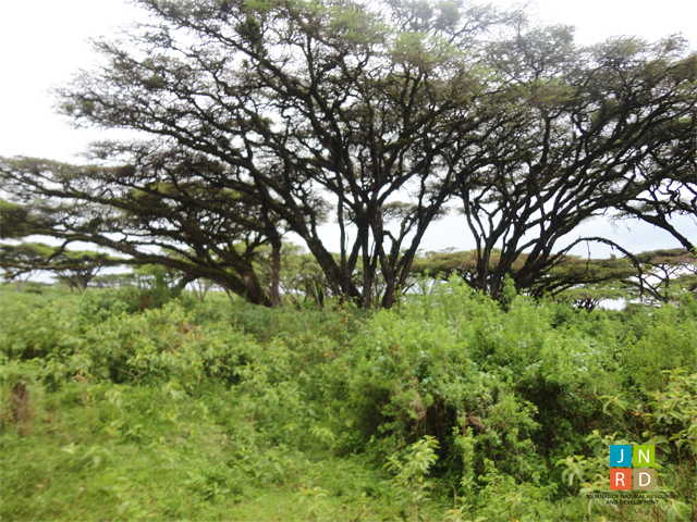 Indigenous knowledge of Zigi community