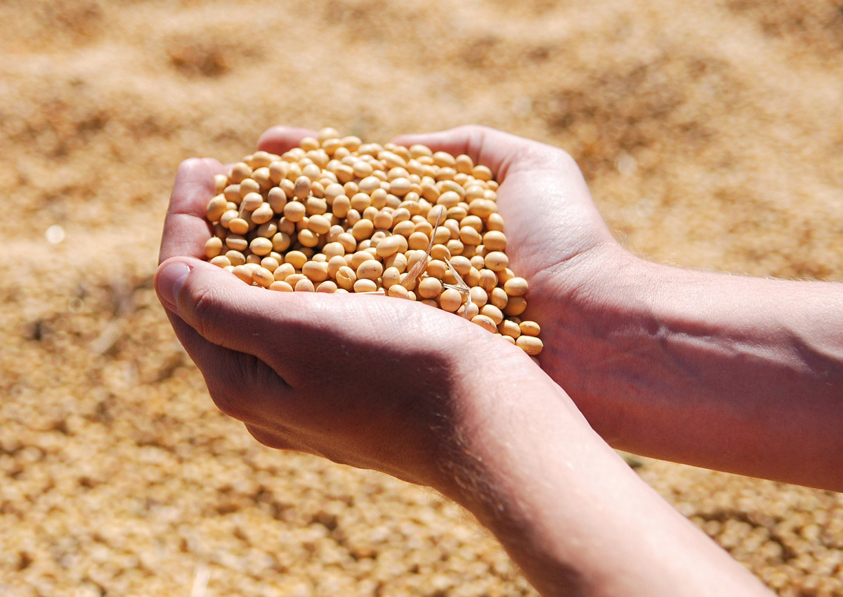 Soy beans