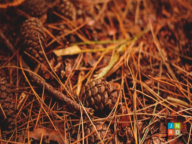 Implementation of Fuzzy Sets in the Non-Isothermal Pyrolysis of Biomass