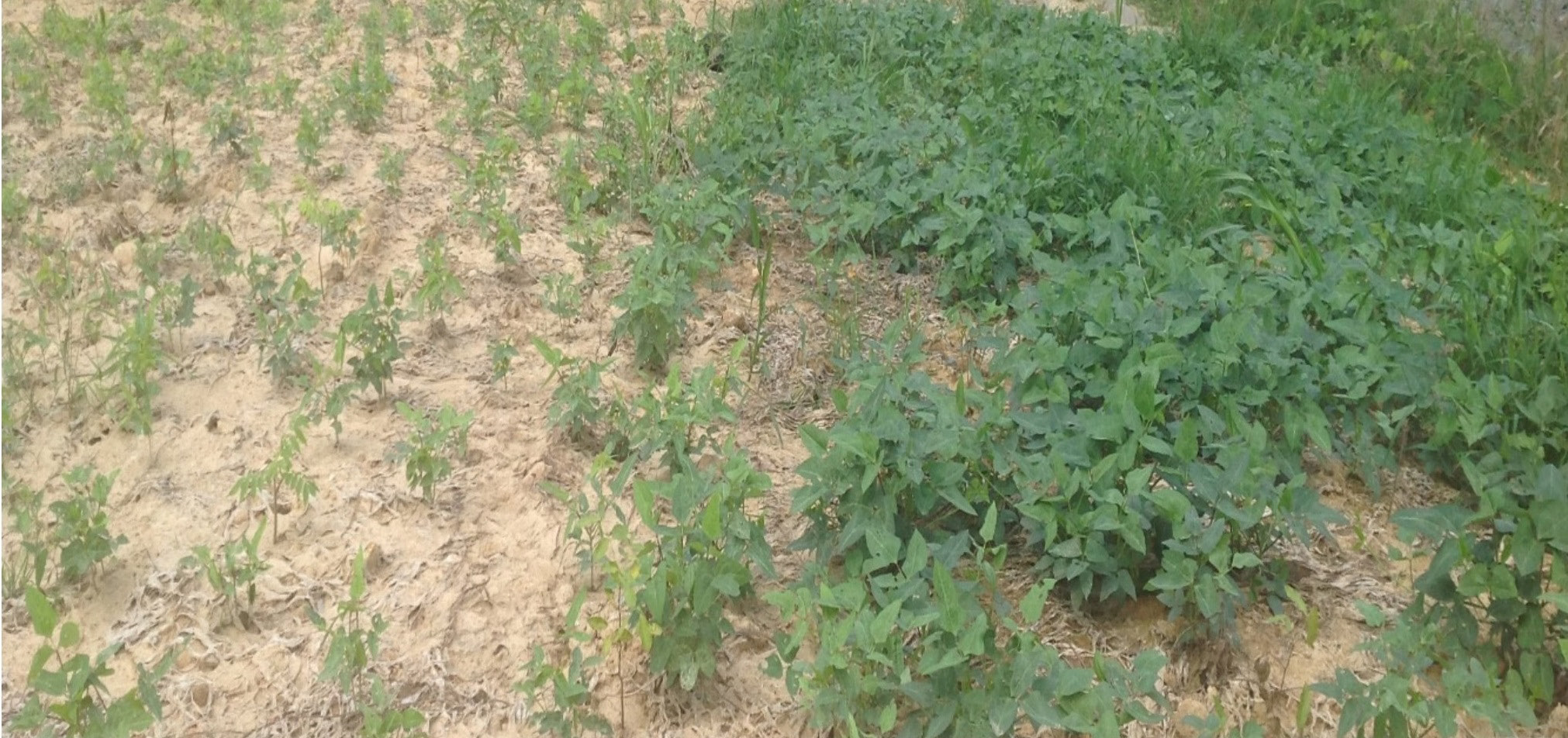 Subsoil Amendment With Poultry Manure as Topsoil Substitute for Promoting Successful Reclamation of Degraded Mine Sites in Ghana