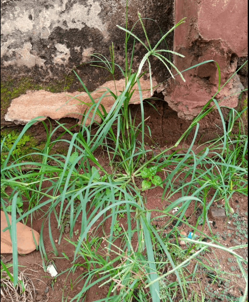 Eleusine indica from one of the building sites in the study